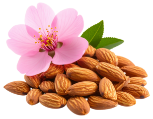  “Almonds with Pink Blossom Flower, Close-Up, Isolated on a Transparent Background