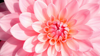 Obraz premium Delicate pastel petals in a floral close-up
