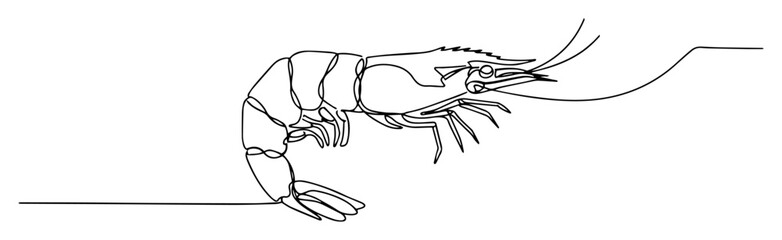 shrimp prawn side view line drawing