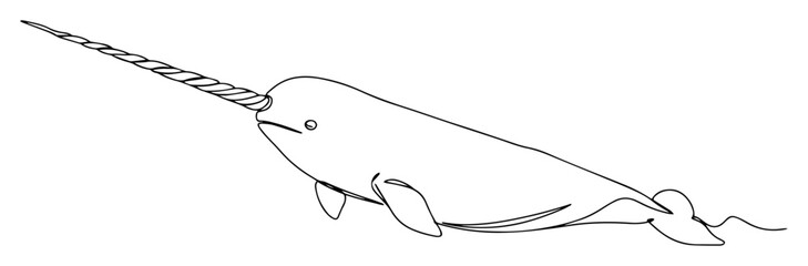 narwhal swimming in ocean line vector © Wieslaw