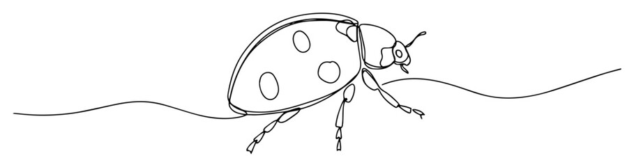 ladybug insect crawling line drawing