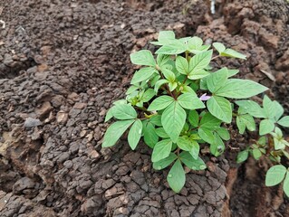 Fringed spider flower plant (Cleome rutidosperma) in outdoor garden 