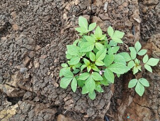 Fringed spider flower plant (Cleome rutidosperma) in outdoor garden 