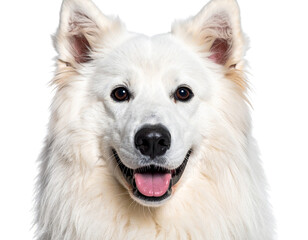 Fototapeta premium “Close-Up of Norwegian Lundehund’s Face with Soft Fur and Expressive Eyes, Isolated on a Transparent Background