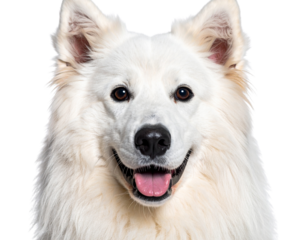 “Close-Up of Norwegian Lundehund’s Face with Soft Fur and Expressive Eyes, Isolated on a Transparent Background