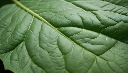Obraz premium Detailed macro shot of a vibrant green leaf, highlighting its intricate textures and patterns.