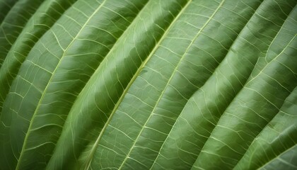Detailed view of vibrant green leaves, showcasing intricate natural textures and patterns.