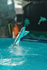 Joyful Dolphins Performing a Synchronized Jump at the Aquarium