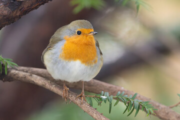 European Robin Erithacus rubecula in city park in berlin Germany