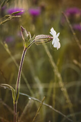 Catchfly. Wildflowers on a sunny day in June. Close-up on a blurred background.