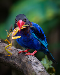 Javan Kingfisher catching a praying mantis 