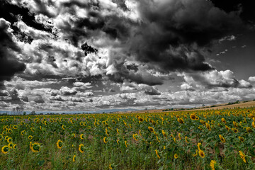 ciel nuageux et très sombre au dessus des champs de  tournesols