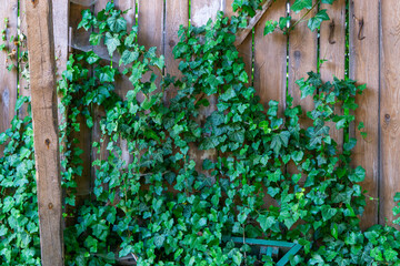Wooden garden fence overgrown with dense green ivy leaves, creating a natural and rustic background.