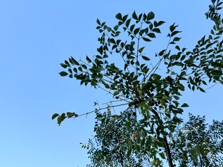 Close-up of Melia azedarach tree with glossy pinnate leaves and clusters of small green fruits....