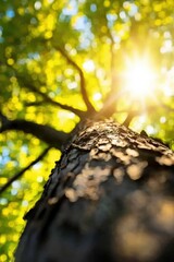 The blazing sun shining through the leaves of a tree in a summer forest, styled for warmth