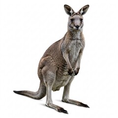 Fototapeta premium A large red kangaroo stands on its hind legs, showcasing strength and grace,