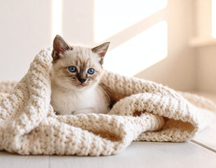 Kitten nestled in cozy blanket near sunlit wall