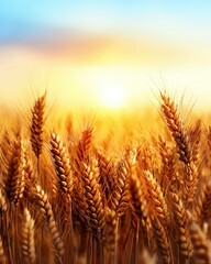 The sun breaking through a horizon of golden wheat fields, creating a serene atmosphere