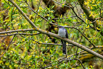 A common cuckoo bird in the wild