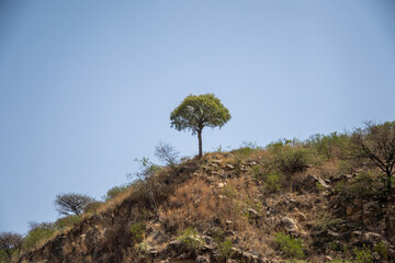 Solitary tree on a hill outside of Asmara, Eritrea
