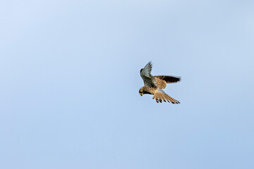 a kestrel in the air