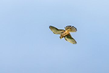 a kestrel in the air