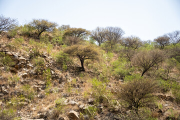 Trees growing on a slope outside of Asmara, Eritrea