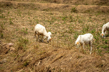 Fototapeta premium Goats with a kid grazing in a rural area in Eritrea