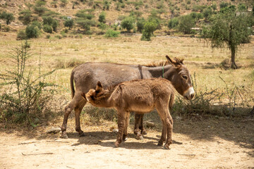 Baby Jerusalem donkey nursing from its mother in a rural area of Eritrea