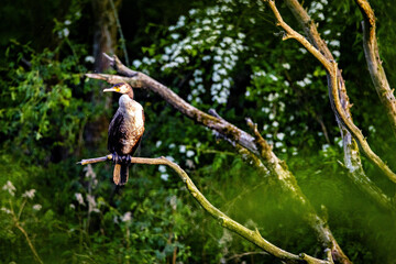 A cormorant in the wild