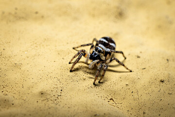 A zebra jumping spider in the wild