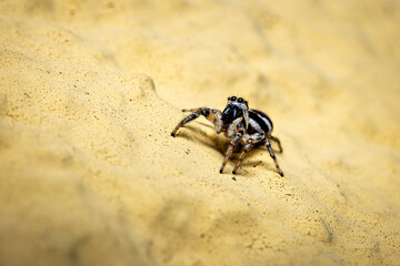 A zebra jumping spider in the wild