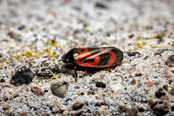 A red and black cicada in the wild