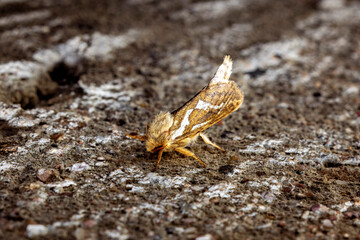 A small hop root borers butterfly
