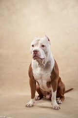 A Pitbull sits calmly in a studio with a light beige background, gazing to the side. The serene...