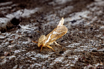 A small hop root borers butterfly
