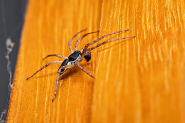 A crab spider in the wild