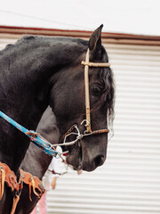 Caballo pura sangre