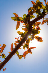 hojas de árbol