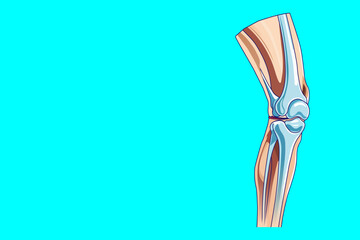 Detailed medical illustration of human knee joint with femur, tibia and patella, ligaments and cartilage on bright blue background for healthcare or orthopedic logo
