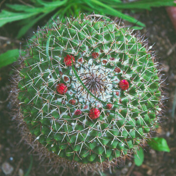 Cactus con espinas