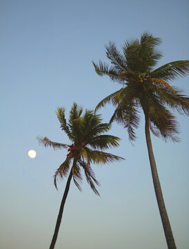 Looking up at palm trees moon and blue sky Florida Keys
