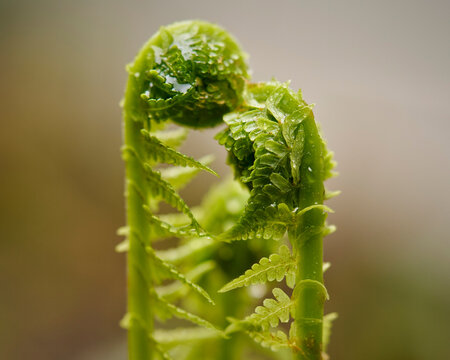 Extreme close up of beautiful, curled wet green fern sprout
