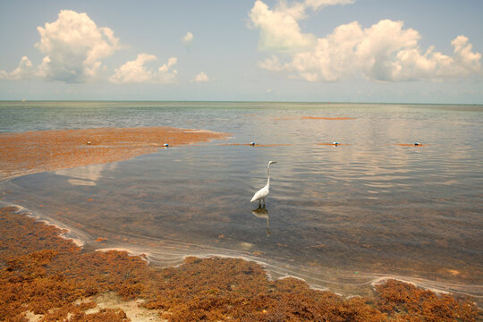 Great white egret resting on still waters blue sky Floriday Keys