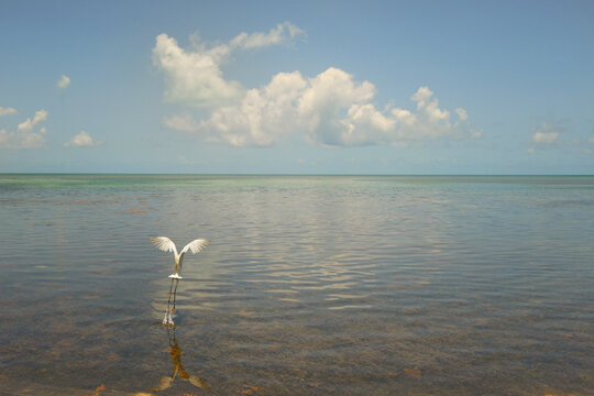 White egret taking flight vibrant blue waters Florida Keys resor