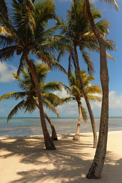 Palm trees against vibrant blue sky and water Florida Keys