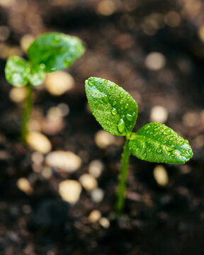 Close up high angle view of raindrops on lemon plant sprouts
