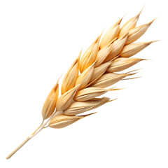 Golden oat spikelet close up for agriculture and healthy food concepts on transparent background.