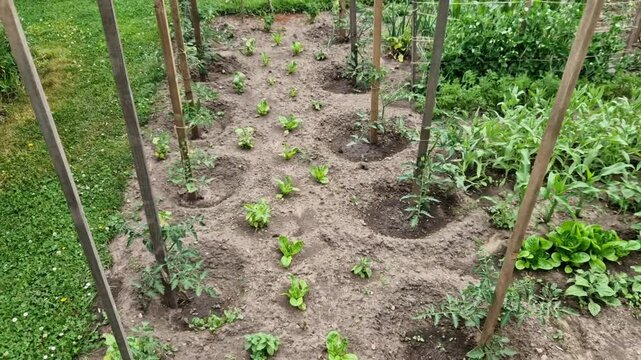 Multiple crops per bed is advantageous in a small garden. Lettuce grows in the shade of tomatoes. Varied mixed crops as in permaculture.