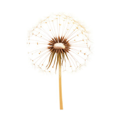 Fototapeta premium Beautiful dandelion seed head with delicate wispy seeds isolated on transparent background, cutout png